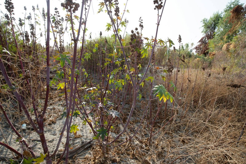 Castor Bean Plant (Ricinus communis)