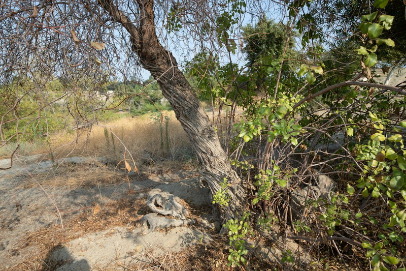 Peck Road Water Conservation Park