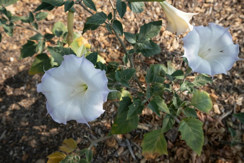 Sacred Datura (Datura wrightii)