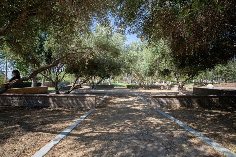 Spanish Olive Allee