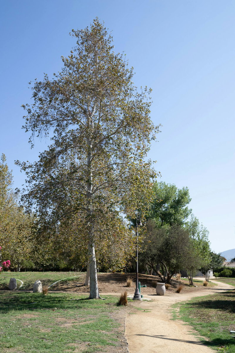 Sycamore Tree