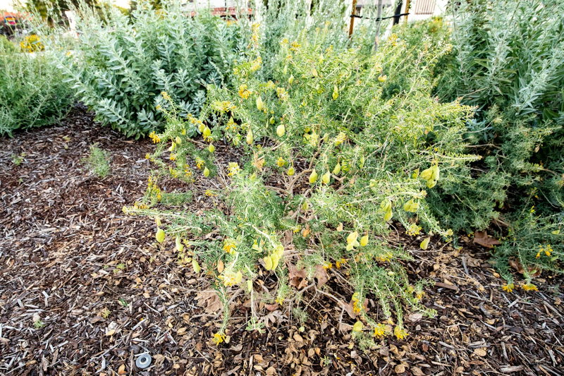 Bladderpod (Peritoma arborea)
