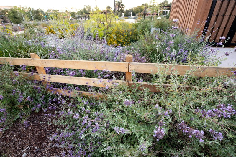 Sage and Fence