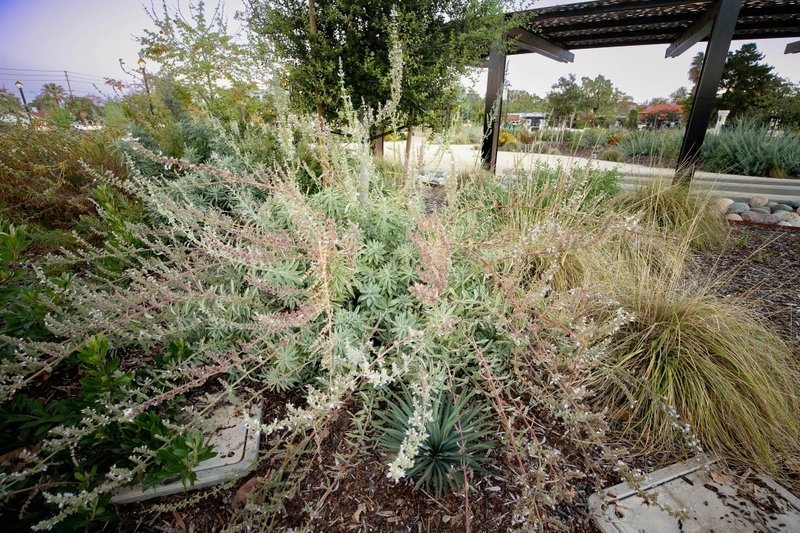 White Sage (Salvia apiana)