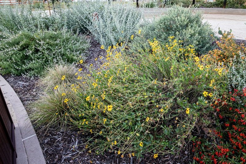 California Brittlebush (Encelia californica)