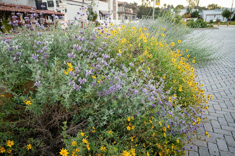 San Diego’s Old Town Native Demonstration Garden