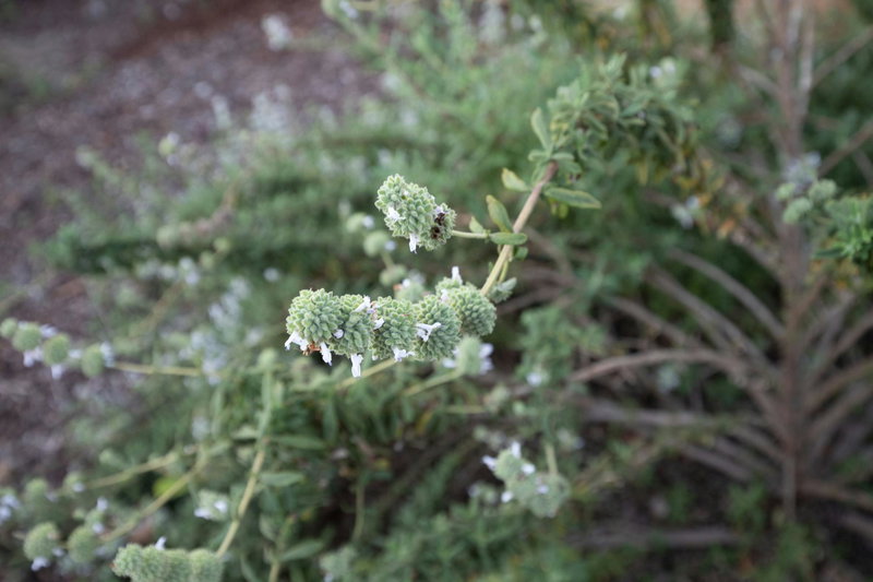 Black Sage (Salvia mellifera)
