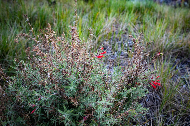 Hummingbird Trumpet (Epilobium canum)