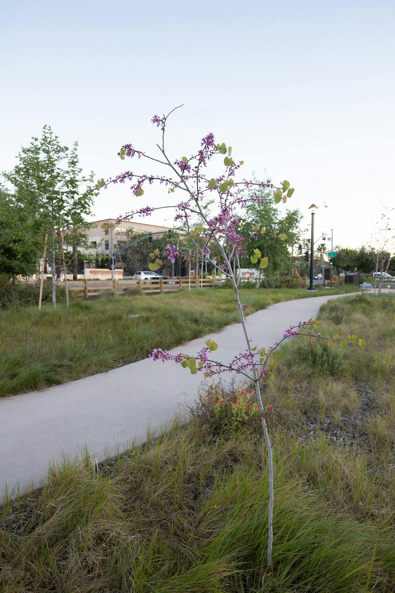 Western Redbud (Cercis occidentalis)