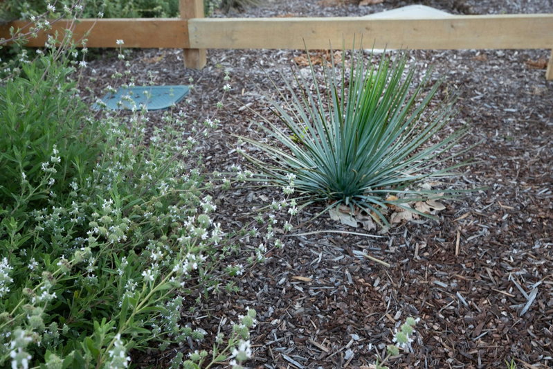 Chaparral Yucca (Hesperoyucca whipplei)