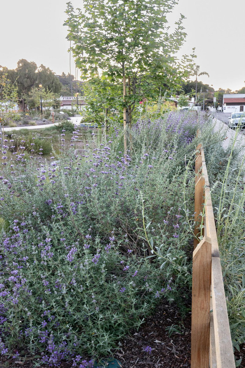 San Diego’s Old Town Native Demonstration Garden
