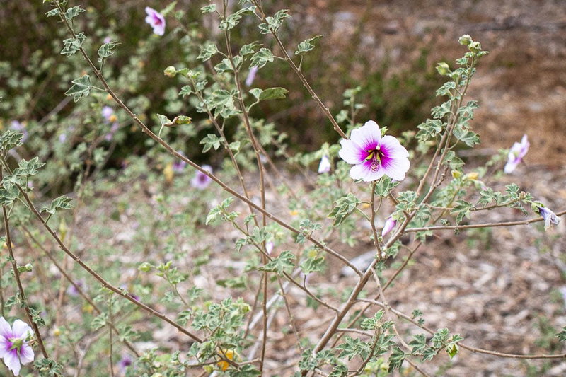 Malva subovata