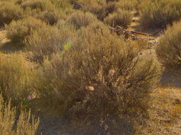 California Sagebrush: Artemisia Californica