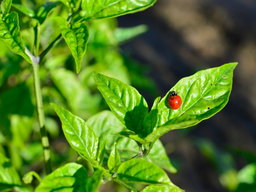 Growing Basil