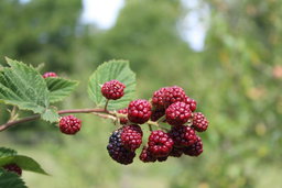 How to Grow Blackberries and Raspberries