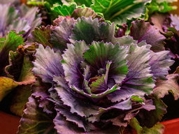 What to Plant in Fall in Southern California