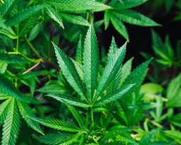 Growing Hemp At Home