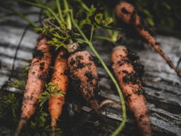 How to Grow Carrots