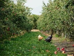 The Twelve Design Principles of Permaculture
