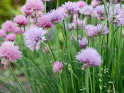 How to Grow Chives