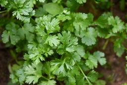 How To Grow Cilantro (Coriander)