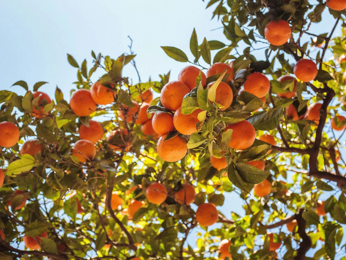 Guide to Growing Citrus in Southern California
