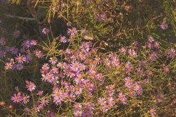Planting in the Heat of Summer