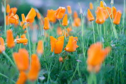 Native Plants