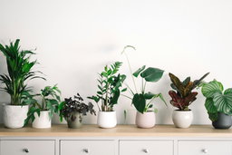 Choosing the Right Indoor Plants (And Keeping them Alive)