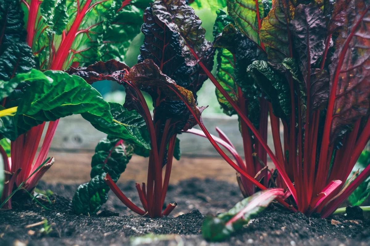 Food Gardening