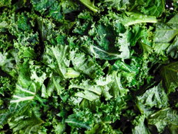 How to Grow Kale