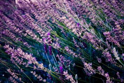 How to Grow Lavender