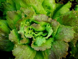 What to Plant in November in Southern California