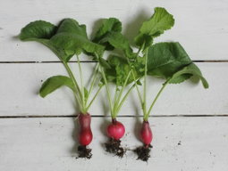 How to Grow Radishes