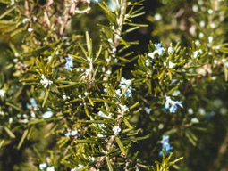 How to Grow Rosemary
