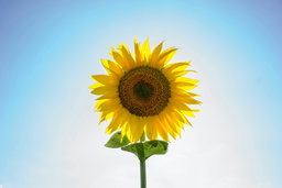 Why Grow Sunflowers