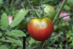 Grow perfect tomatoes in Southern California