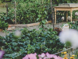 Choosing Vegetables to Grow