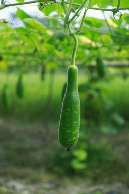 Bottle gourd on a vine