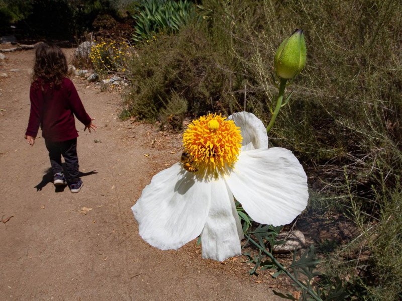 Matilija poppy at arlington garden