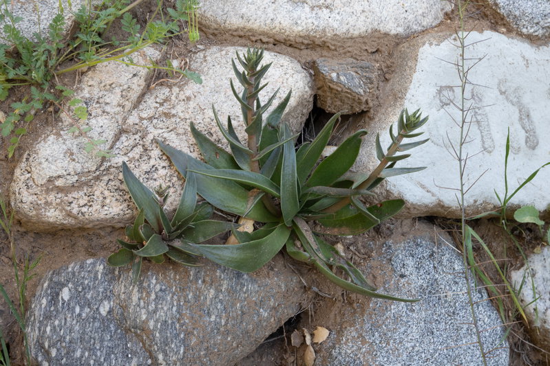 Dudleya