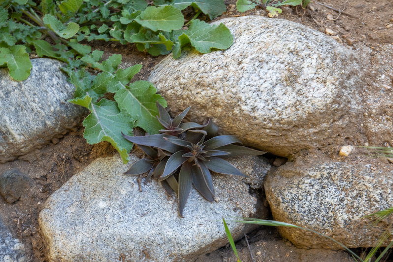 Dudleya