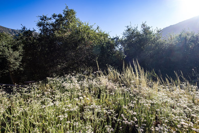 Morning Light on Canyon Wildflowers