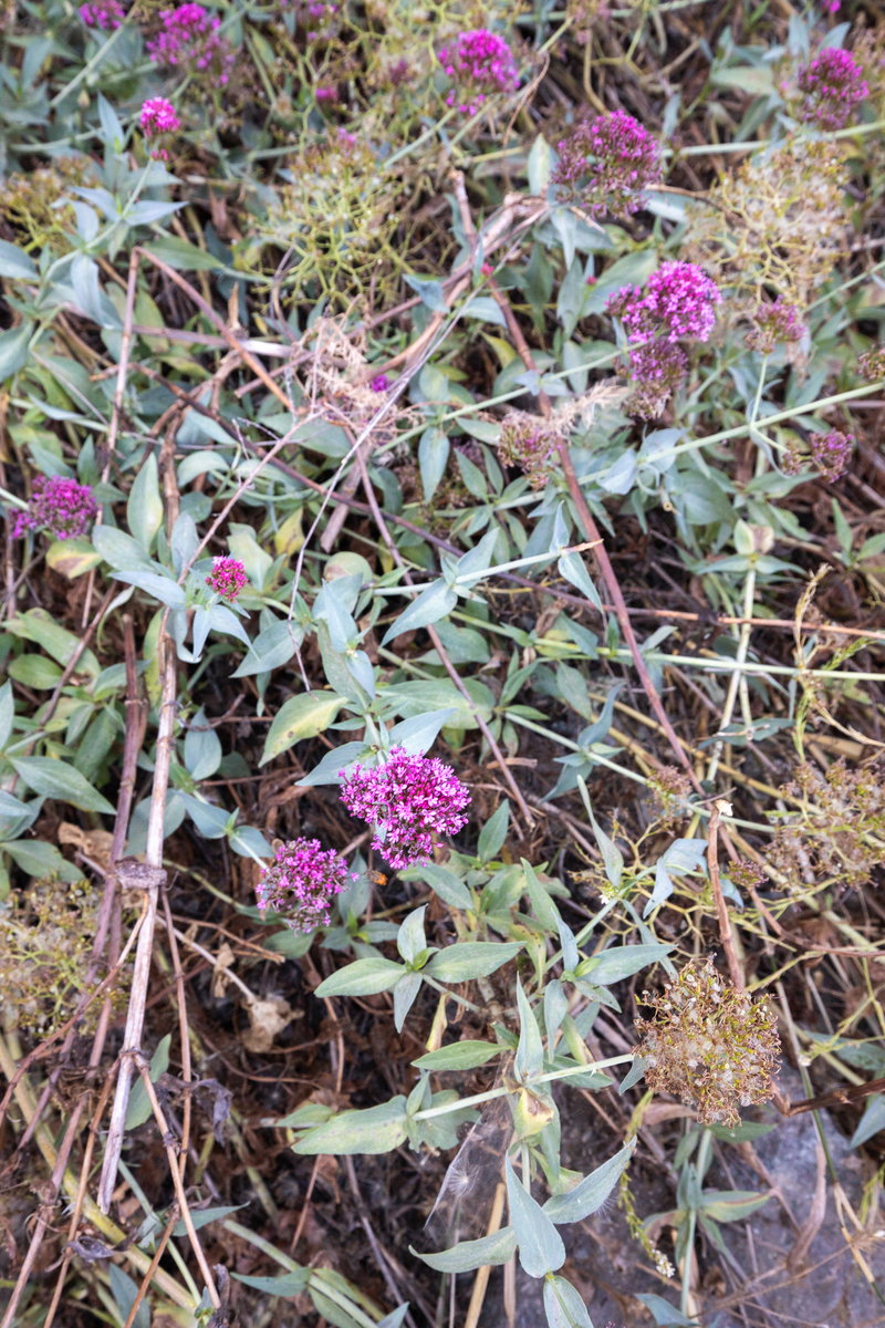 Red Valerian Along the Trail