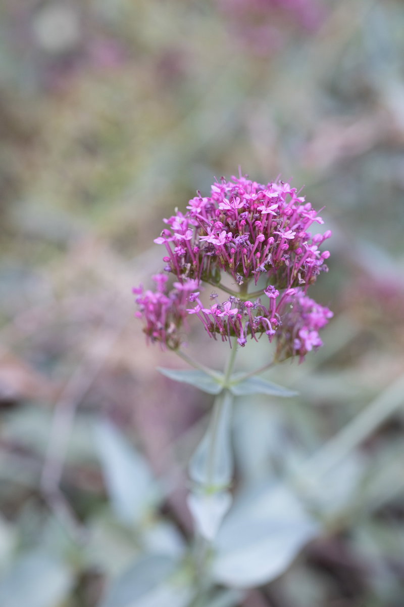 Red Valerian Flower Cluster