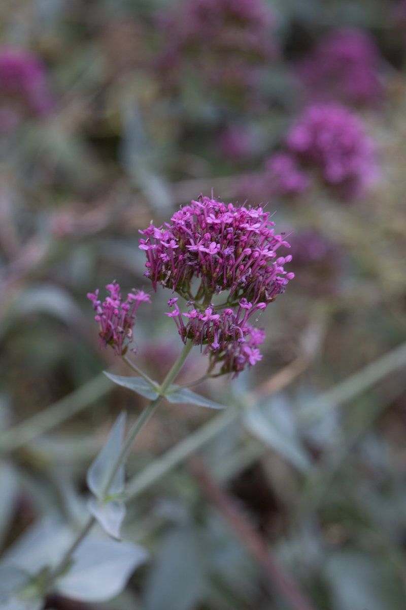 Red Valerian in Bloom