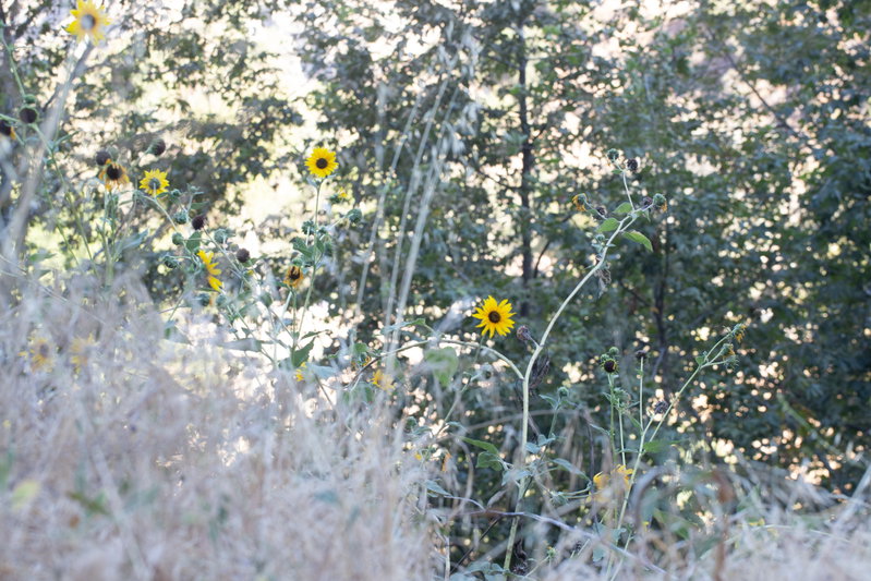 Sunflowers in Canyon Shade