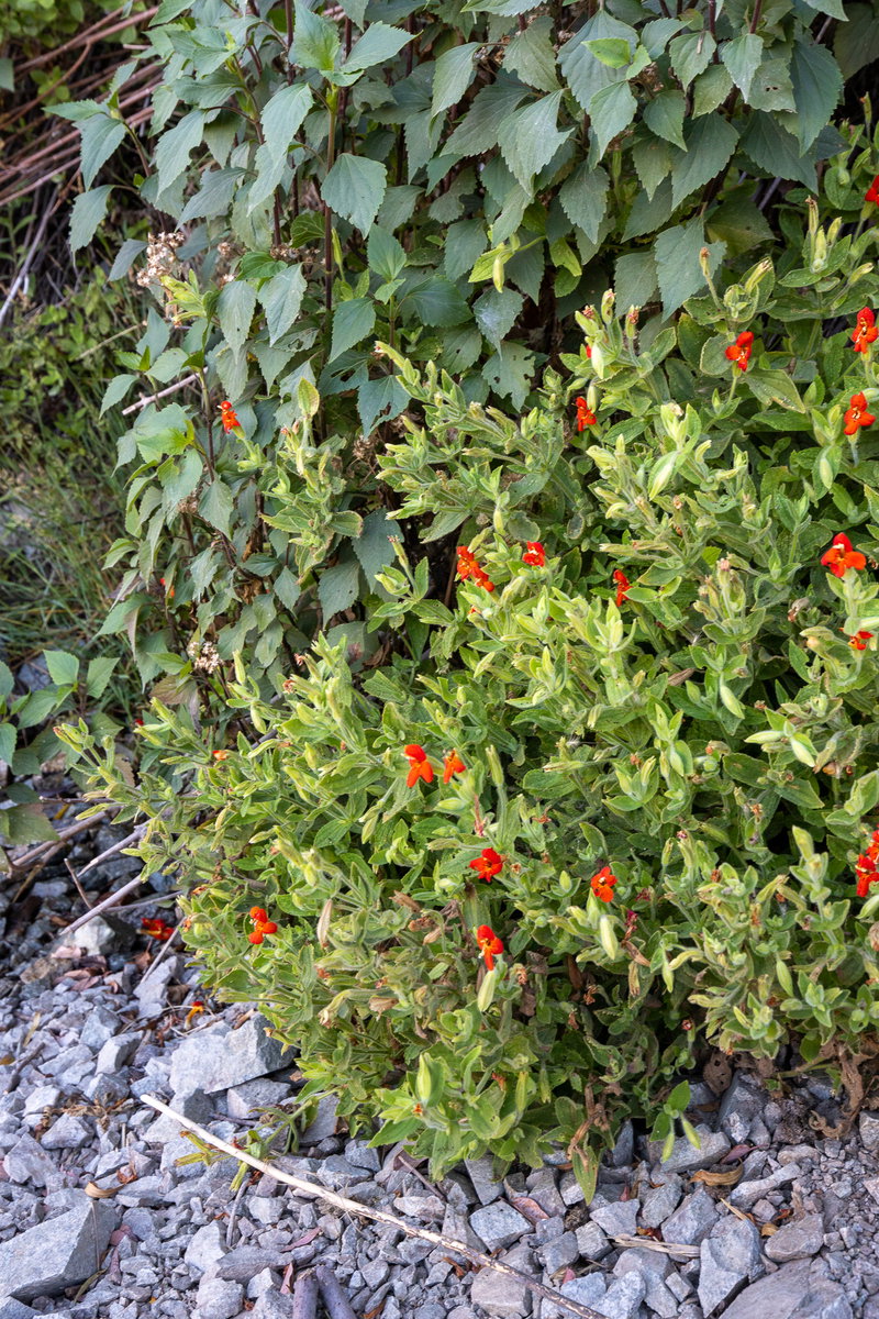 Sticky Monkeyflower