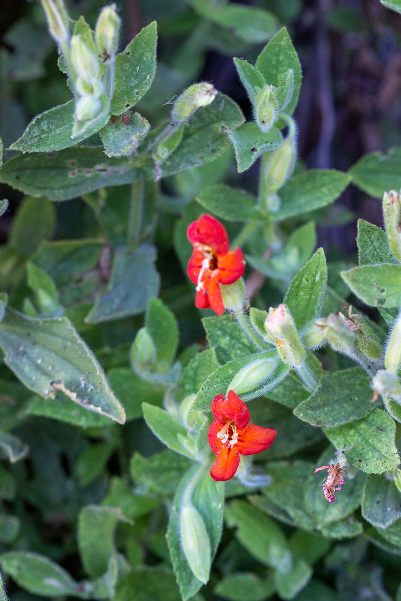 Sticky Monkeyflower (Diplacus aurantiacus) Flowers