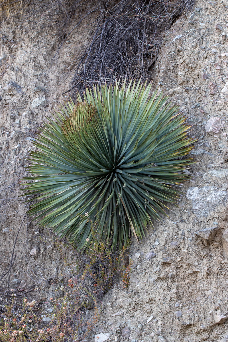 Chaparral Yucca on the Canyon Wall